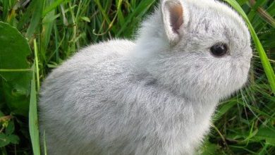 Photo of Какие виды кроликов существуют в природе