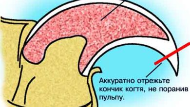 Photo of Как правильно стричь когти у кролика