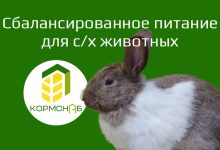 Photo of Кролики и сбалансированное питание