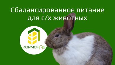 Photo of Кролики и сбалансированное питание