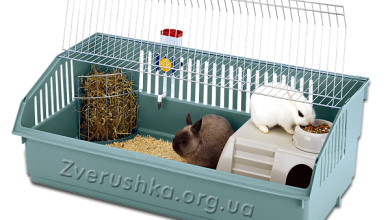 Photo of Как выбрать правильную клетку для кролика