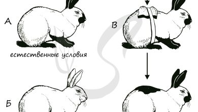 Photo of Кролики и их реакция на изменение погоды