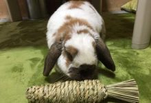 Photo of Как научить кролика приносить игрушки