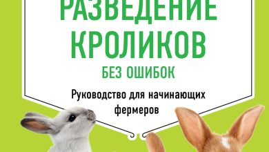 Photo of Как правильно гладить кролика