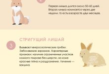 Photo of Как узнать, что кролику плохо