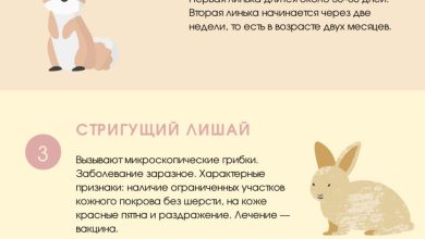 Photo of Как узнать, что кролику плохо