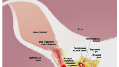 Photo of Строение ушей у кроликов