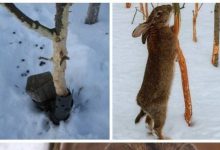 Photo of Как защитить кролика от холода
