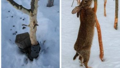 Photo of Как защитить кролика от холода