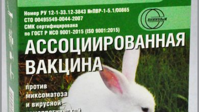 Photo of Как защитить кролика от болезней