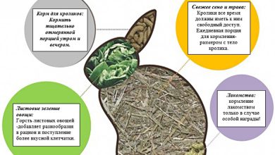 Photo of Чем кормить кроликов дома