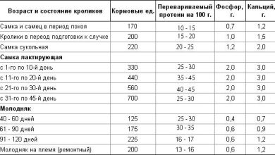 Photo of Кролики и их особенности питания